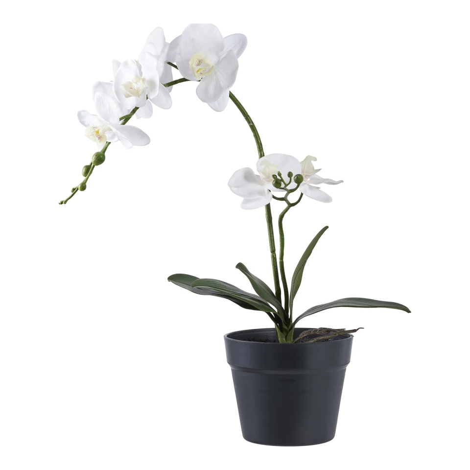 Orchid - Umjetna biljka, zelena/bijela H:49 cm